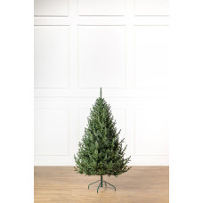 Ялинка лита Ялинка лита